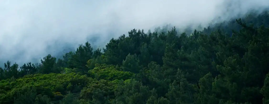 Dense green forest with mist and fog covering treetops, nature and sustainability theme