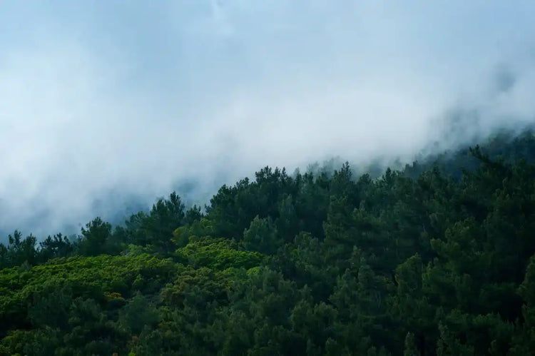 Dense green forest with mist and fog covering treetops, nature landscape