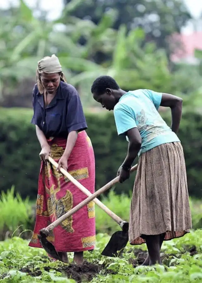 STDIAM Tree Planting Initiative - 10 Trees Planted per Order